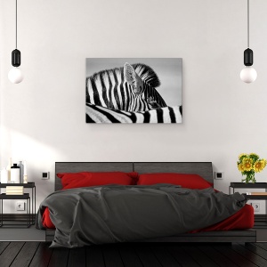 Tablou canvas - Zebra Curioasa, Etosha, Salbatic, Natura, 60 x 90 cm - Img 3