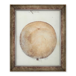 Tablou inramat - John White - Mammea Mar, 50 x 60 cm