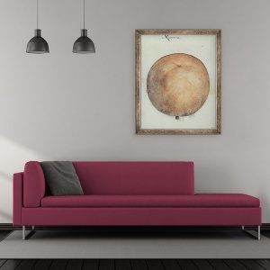 Tablou inramat - John White - Mammea Mar, 50 x 60 cm - Img 2