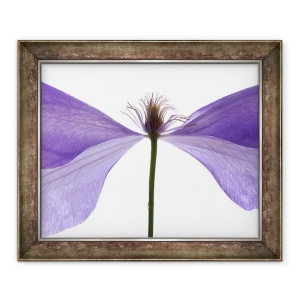 Tablou inramat - Julia McLemore - Clematis Float, 2009, 50 x 60 cm