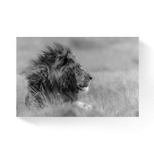 Tablou Canvas - Africa, Leu, Rege, Animal, Alb/Negru, 80 x 120 cm