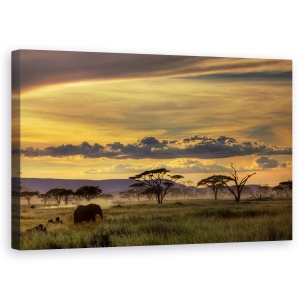 Tablou canvas - Africa, Tanzania, Elefant, Peisaj, Salbatic, 50 x 80 cm
