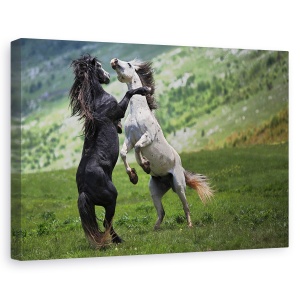 Tablou canvas - Alb-negru, Animal, Cal, Animal, Natura, 60 x 90 cm