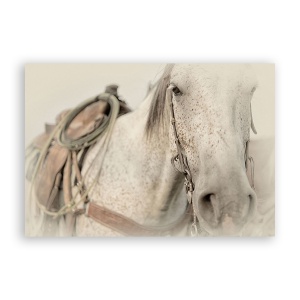 Tablou Canvas - Animal, Cal, Alb, 60 x 90 cm