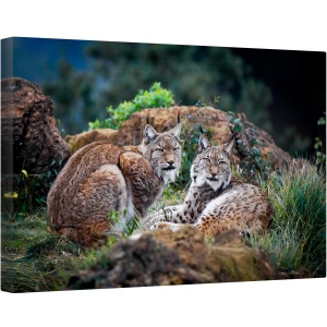 Tablou canvas - Animal, Lynx, Pradator, Cuplu, Pereche, Cabarga, 80 x 120 cm