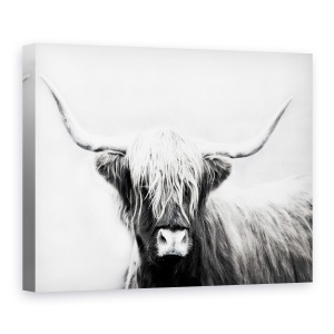 Tablou canvas - Animale, Bovine Highland Scotiene, Alb-Negru, 50 x 70 cm
