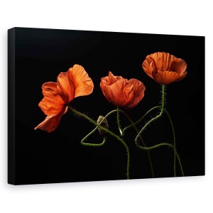 Tablou canvas - Aproape de miezul noptii #2, Natura moarta, Maci, Rosu, Romantism, 80 x 120 cm