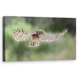 Tablou canvas - Aripi, Bufnita Vultur, Aripi, Zbor, 50 x 100 cm