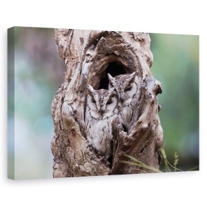 Tablou canvas - Ascuns, Bufnita, Pasare, Copac, 60 x 90 cm