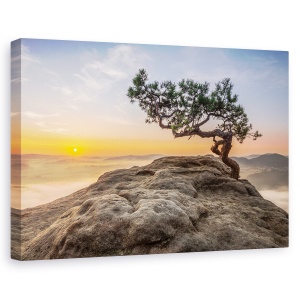 Tablou canvas - Batranul Pin, Germania, Rasarit De Soare, 80 x 120 cm