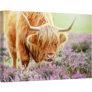 Tablou canvas - Bivol in Campie de Flori, Vaca, Bovine, Taur, Animal, Claxoane, Rural, 80 x 120 cm