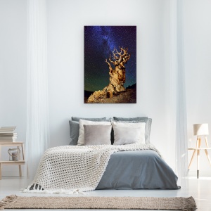 Tablou Canvas - Bristlecone Pin, Sua, California, Bristlecone Pin, Schulmans Grove, Pin, 80 x 120 cm - Img 3