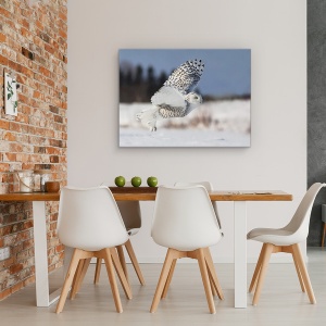 Tablou canvas - Bubo Scandiacus, Natura, Animal, Raptor, Zbor, Iarna, 50 x 70 cm - Img 4