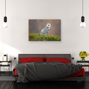 Tablou canvas - Bufnita De Zapada, Bufnita De Zapada, Bufnita, Pasare, Animal, Natura, 40 x 60 cm - Img 3