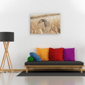 Tablou canvas - Bufnita Mare Cu Coarne, Parauri, Alberta, Canada, 60 x 90 cm - Img 2