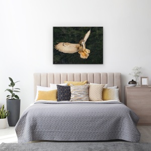 Tablou canvas - Bufnita, Zapada, Ontario, Iarna, 50 x 70 cm - Img 3