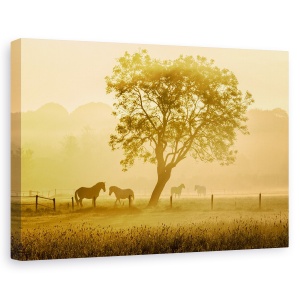 Tablou canvas - Caii De Aur, Peisaj, Animal, Gard, 40 x 60 cm