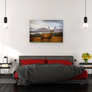 Tablou canvas - Cerbul Scotian, Cerb, Caprioara, Coarne De Cerb, 60 x 90 cm - Img 3