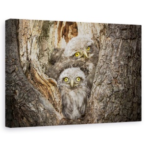Tablou canvas - Civ Si Civ, Animal, Pasare, Salbatic, 40 x 60 cm