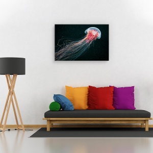 Tablou canvas - Coada lunga, Animal, Meduza, 60 x 90 cm - Img 2