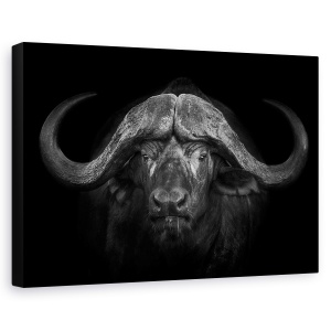 Tablou canvas - Coarne Mari, Africa, Buffalo, Motswari, 60 x 90 cm