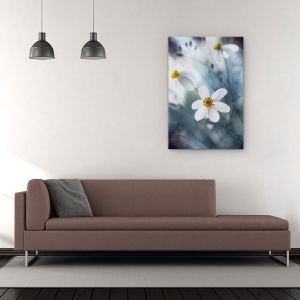 Tablou Canvas - Cosmosul, Macro, Vara, Cosmos, Delicat, Delicate, 60 x 90 cm - Img 2