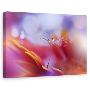 Tablou canvas - Dans In Lumina, Macro, Aproape, Picatura, Apa, Floare, 40 x 60 cm