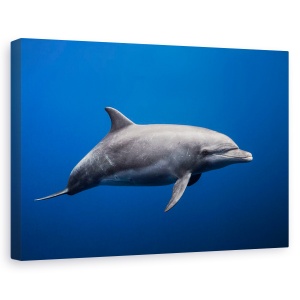 Tablou canvas - Delfin, Sub Apa, Insula Reunion, Franta, Salbatic, 60 x 90 cm