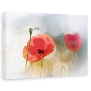 Tablou canvas - Dimineata cu maci, Flori, Rosu, Romantic, 80 x 120 cm