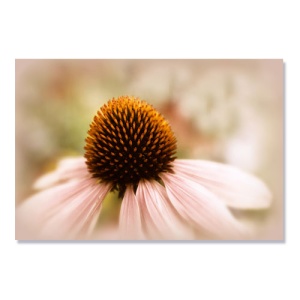 Tablou Canvas - Echinacea, 80 x 120 cm