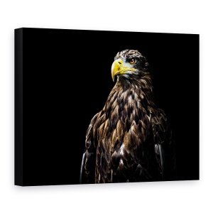 Tablou canvas - Ego, Vultur, Pasare, Animal, Ochi, Puternic, 75 x 100 cm