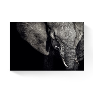 Tablou Canvas - Elefant, Animal, Alb/Negru, 80 x 120 cm
