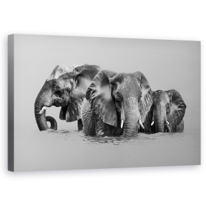 Tablou canvas - Elefant Care Traverseaza Raul, Animale, Alb-Negru, Apa, 50 x 80 cm