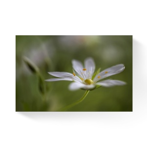 Tablou Canvas - Floare alba, Flori, 80 x 120 cm