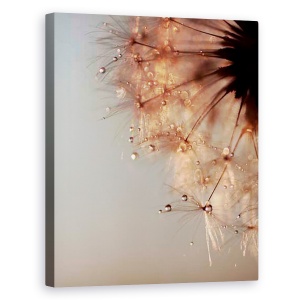 Tablou canvas - Flori, Natura, Flori, Picaturi de apa, Apus de soare, 60 x 75 cm