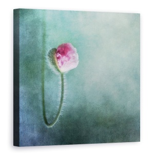 Tablou canvas - Incredere, Textura, Floare, Primavara, Inflorit, 60 x 60 cm
