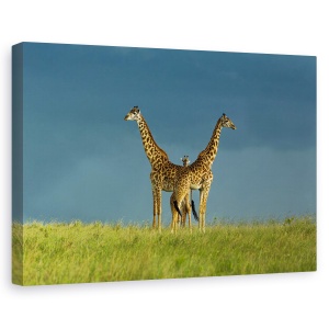 Tablou canvas - Intre Cele Doua, Girafa, Pozeaza, Gat, Safari, Salbatic, 80 x 120 cm