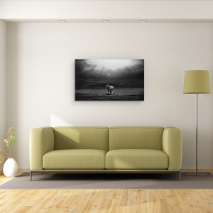 Tablou canvas - Ivirea Diminetii, Cal, Animal, Camp, Alb-Negru, 50 x 80 cm - Img 2