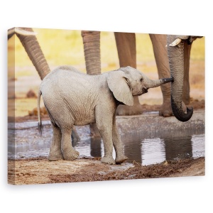 Tablou canvas - Joaca-Te Cu Mine, Te Rog, Salbatic, Natura, Animale, 40 x 60 cm