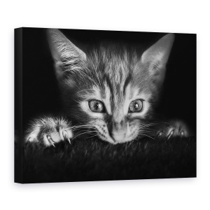 Tablou canvas - La Film, Pisica, Fereastra, Observare, 60 x 80 cm