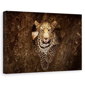 Tablou canvas - Leopard odihnindu-se pe un copac la Masai Mara, Nature, Africa, Camuflaj, Feline, 60 x 90 cm