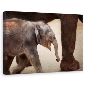 Tablou canvas - Magia Mersului Pe Jos, Dragut, Animal, Copil, Cub, 60 x 90 cm