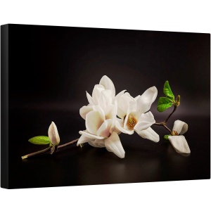 Tablou canvas - Magnolia, Flori, Spa, Zen, Natura Moarta, Intunecos, 40 x 60 cm