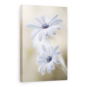 Tablou Canvas - Margarete De Pelerina, Flori, Bokeh, Macro, Delicat, Alb, 80 x 120 cm