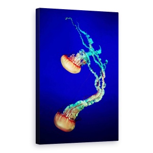 Tablou canvas - Meduza, Aquariu, Sub Apa, Meduze, Acvariu, 40 x 60 cm