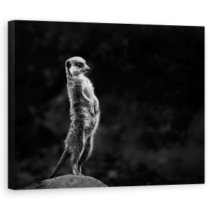 Tablou canvas - Meerkat, Animal, Meerkat, Salbatic, Salbatic, Spionaj, 60 x 75 cm