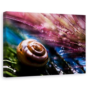 Tablou canvas - Melc, Coaja, Melc, Colorat, Abstract, Macro, 60 x 90 cm