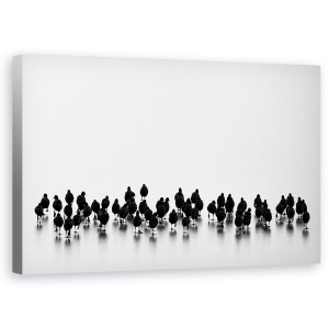 Tablou canvas - Pasari, Contrast, Pasari, Alb-Negru, Apa, Turma, 50 x 80 cm