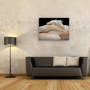 Tablou Canvas - Pe Jumatate Adormit, Pelican, Pasare, Animal, Ochi, Abstract, 60 x 80 cm - Img 2