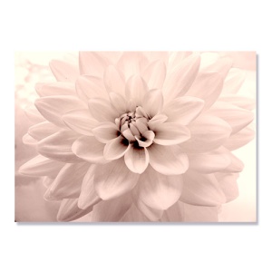 Tablou Canvas - Pink Dahlia, 75 x 100 cm